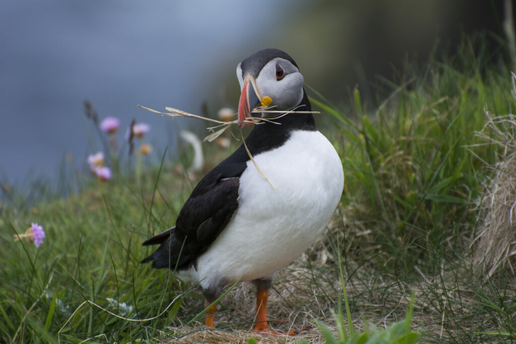 Puffin