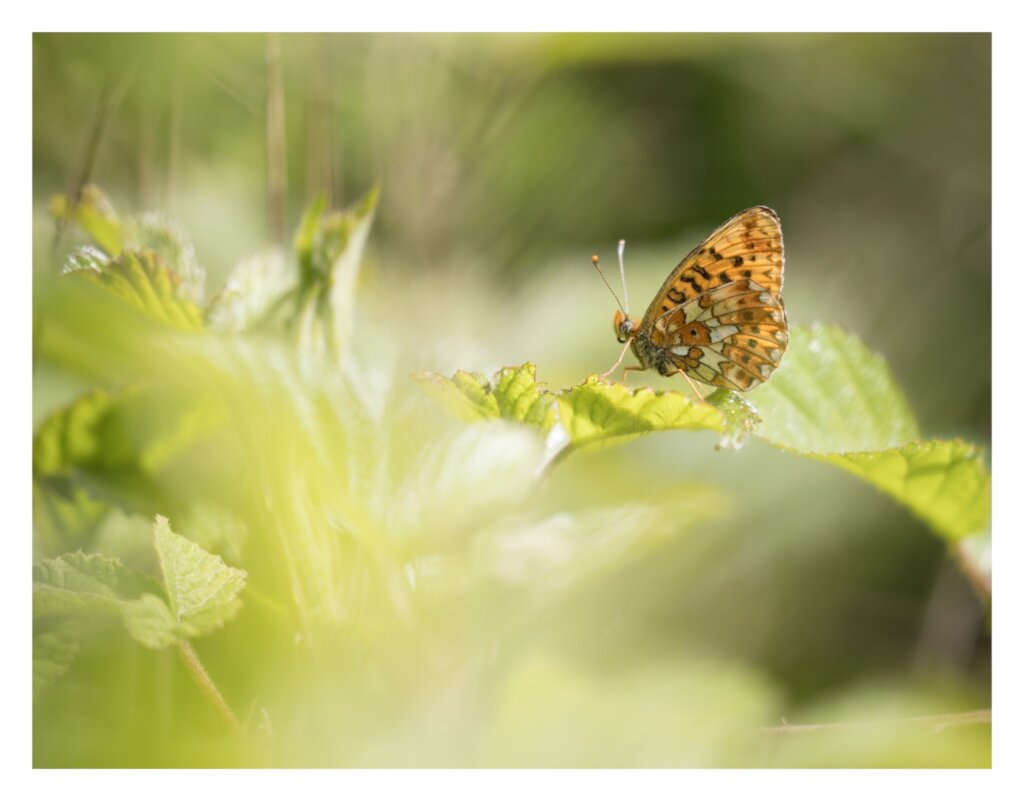 Save Wildlife in British National Parks