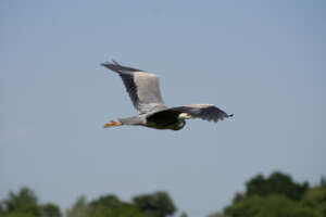 Grey Heron in the Broads National Park