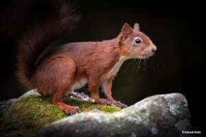 Red Squirrel in the Yorkshire Dales National Park