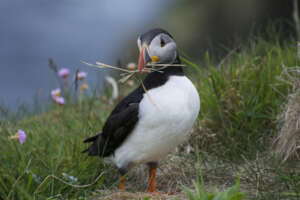 Puffin