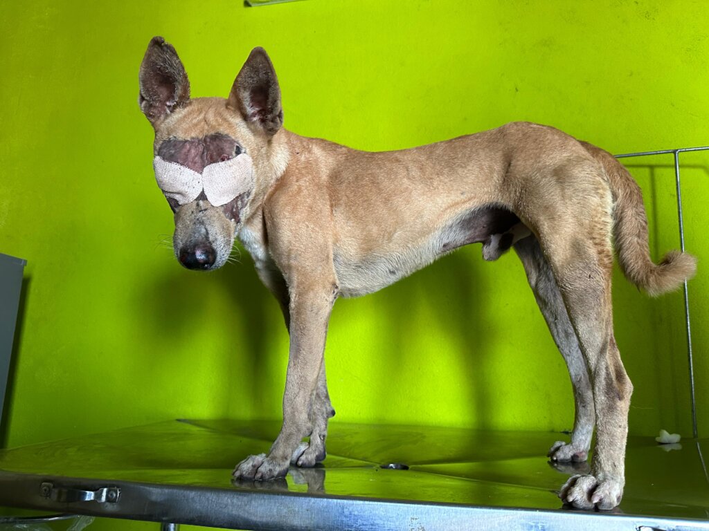 Help Bolt Reach His Forever Home in the UK!