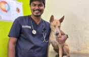 Help Bolt Reach His Forever Home in the UK!