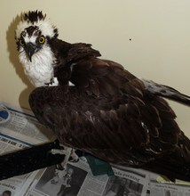 Osprey recovers from being tangled in fishing line