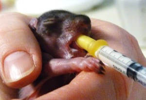 Orphaned gray squirrel had been rescued from trash