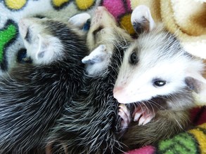Virginia opossums rescued from dead mother's pouch