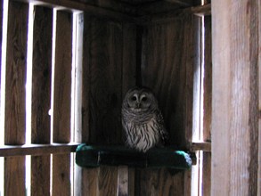 barred owl patient- to be released in spring!
