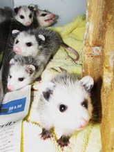 Virginia opossum babies rescued from the road