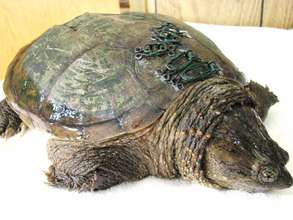 Snapping Turtle's Shell is Repaired