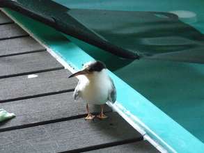 Common tern recovers from fractured wing!