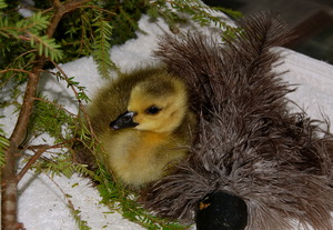 Orphaned Canada gosling