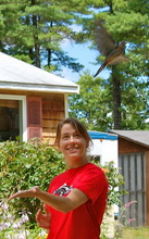 Summer Intern Releases Mourning Dove to the Wild