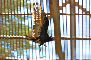 Turkey Vulture Regains Her Strength