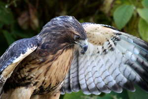 Ambassador Ruby shows off her feathers