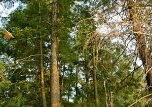 Flying Squirrel Patient Returns to the Wild