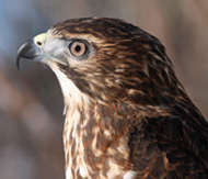 Broad-winged hawk educational ambassador at work