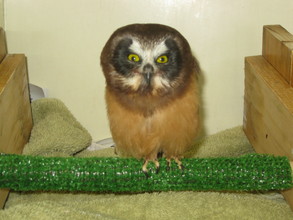 Saw whet owl rehabilitation patient