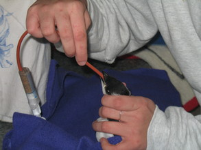CFW staff rehabilitator tube feeding a dovekie