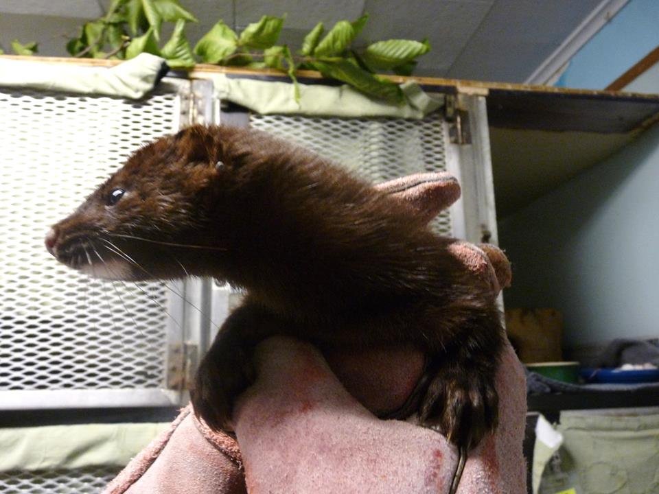 North American mink recovers in our clinic!