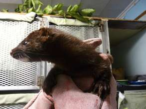 North American mink recovers in our clinic!