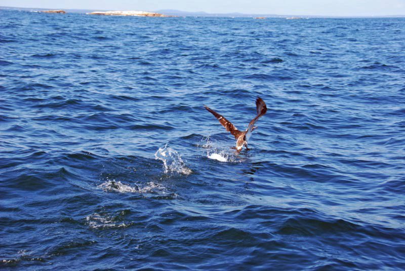 Gannet returns to the open ocean!