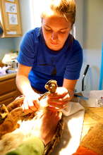 Wildlife Specialist Bands Red-Tailed Hawk