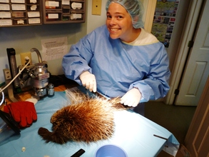 Wildlife Specialist works on porcupine patient