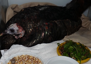 Turkey recovering after flying through a window