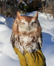 Wildlife Ambassador Sir Tufts enjoys the sun:)