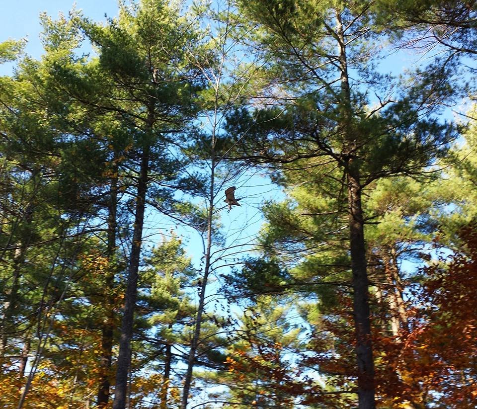 Red tailed hawk soars back into the wild!