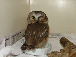 Saw whet owl with eye injury