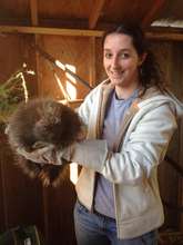 Wildlife Apprentice prepares to weight porcupine!