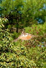 Red-Tailed Hawk Soars Strongly Home