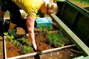 Volunteers plant native plants for turtle patients