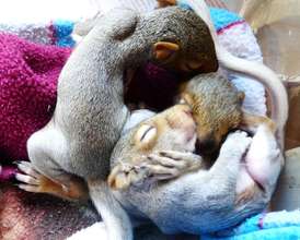 Three of 350+ baby mammals admitted this fall!