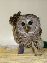 Barred Owl with fractured foot
