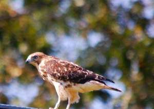 1 of 3 broad-winged hawks released to the wild