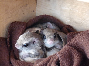 Flying squirrel patients nestle together
