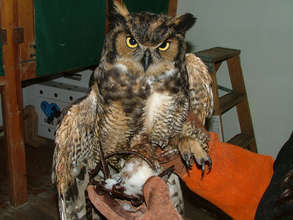Great-horned owl caught in a leg-hold trap