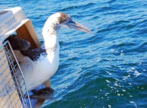 Northern Gannet prepares for release