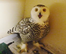 This snowy owl is now ready for release!
