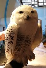 snowy owl patient