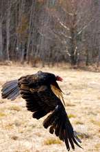 Turkey Vulture Soars Back to the Wild