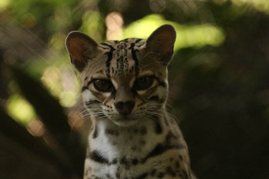 Rescue & Release: Protecting Guatemala's Wildlife