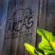 Arcas
