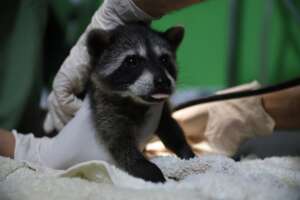 Rescued Mapache