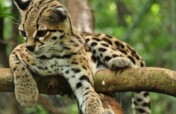 Rescue & Release: Protecting Guatemala's Wildlife