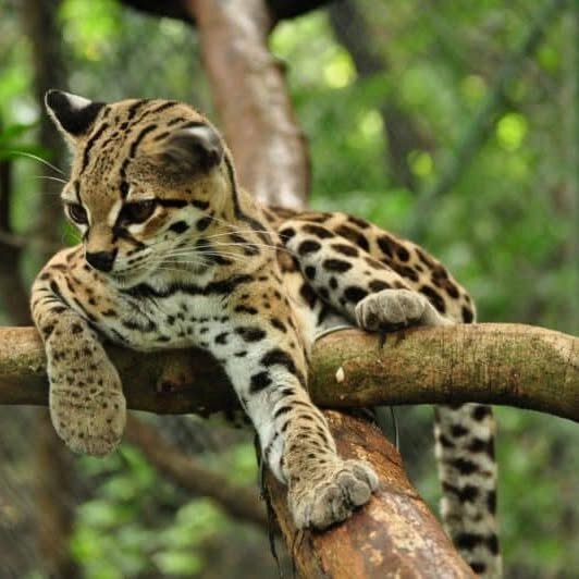 Rescue & Release: Protecting Guatemala's Wildlife