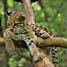Rescue & Release: Protecting Guatemala's Wildlife