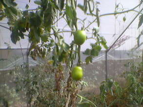 Tomatoes